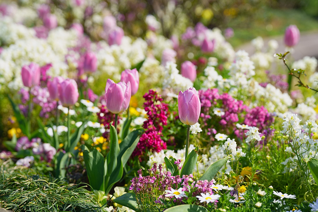 取材日に花壇には多くの咲き誇っていたチューリップの写真