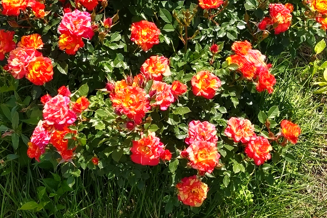 赤いバラがいくつも咲いている写真