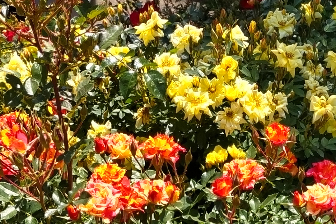 黄色いバラがいくつも咲いている写真