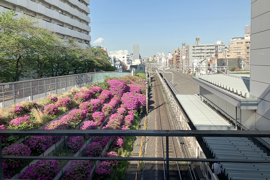 トイレの近くの窓から線路を上から見渡せて、線路の脇にツツジが咲き誇っている写真