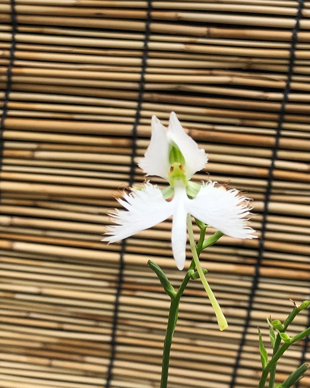 サギソウの花１個をアップで写した写真