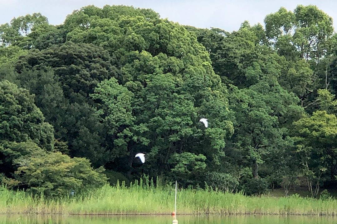 水鳥の池周辺をサギと思われる鳥が２羽飛んでいる写真