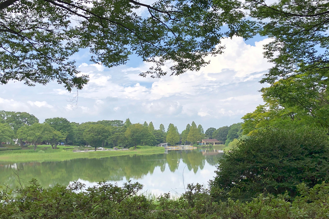 水鳥の池を写した写真