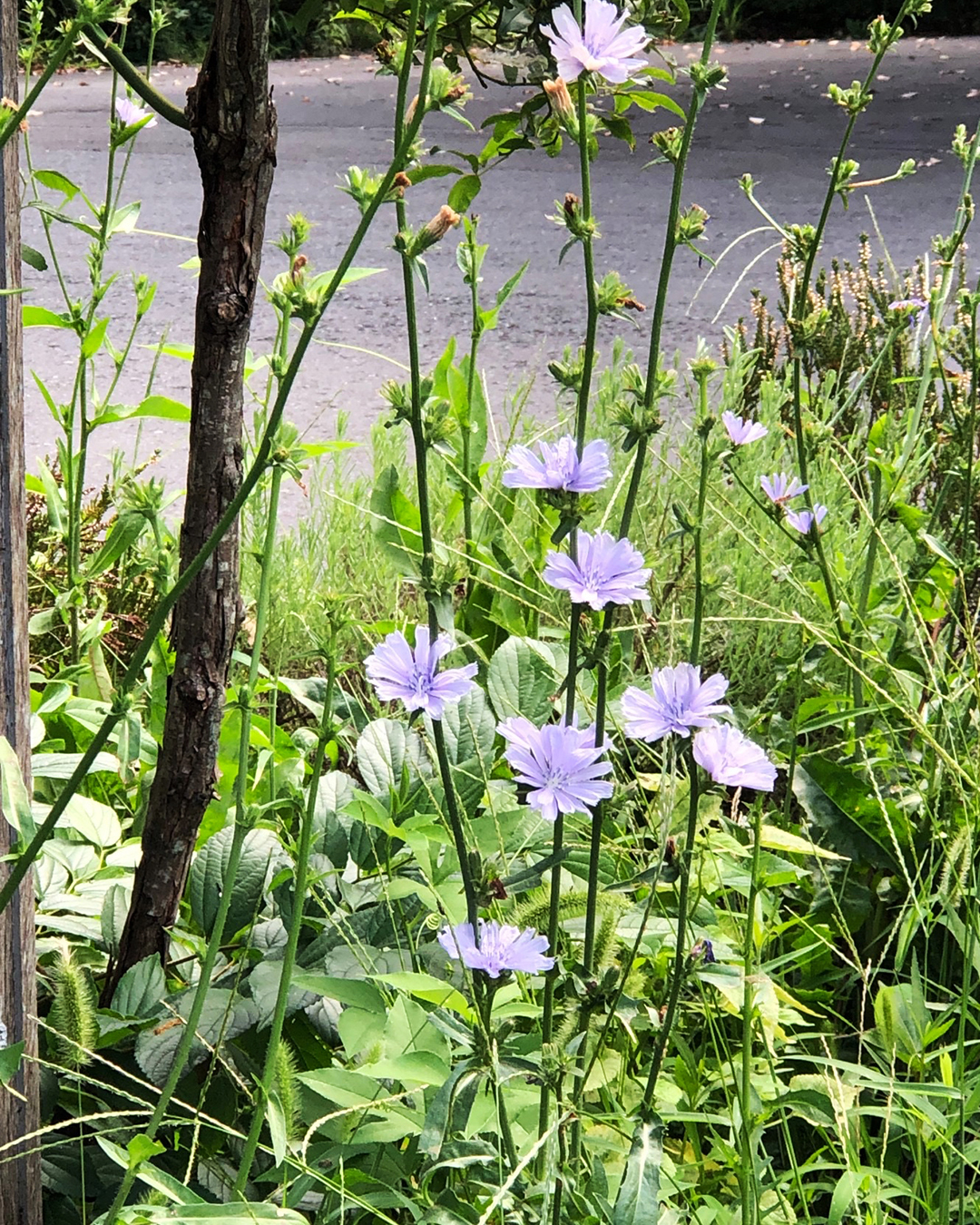 チコリの花が8輪ほど咲いている写真