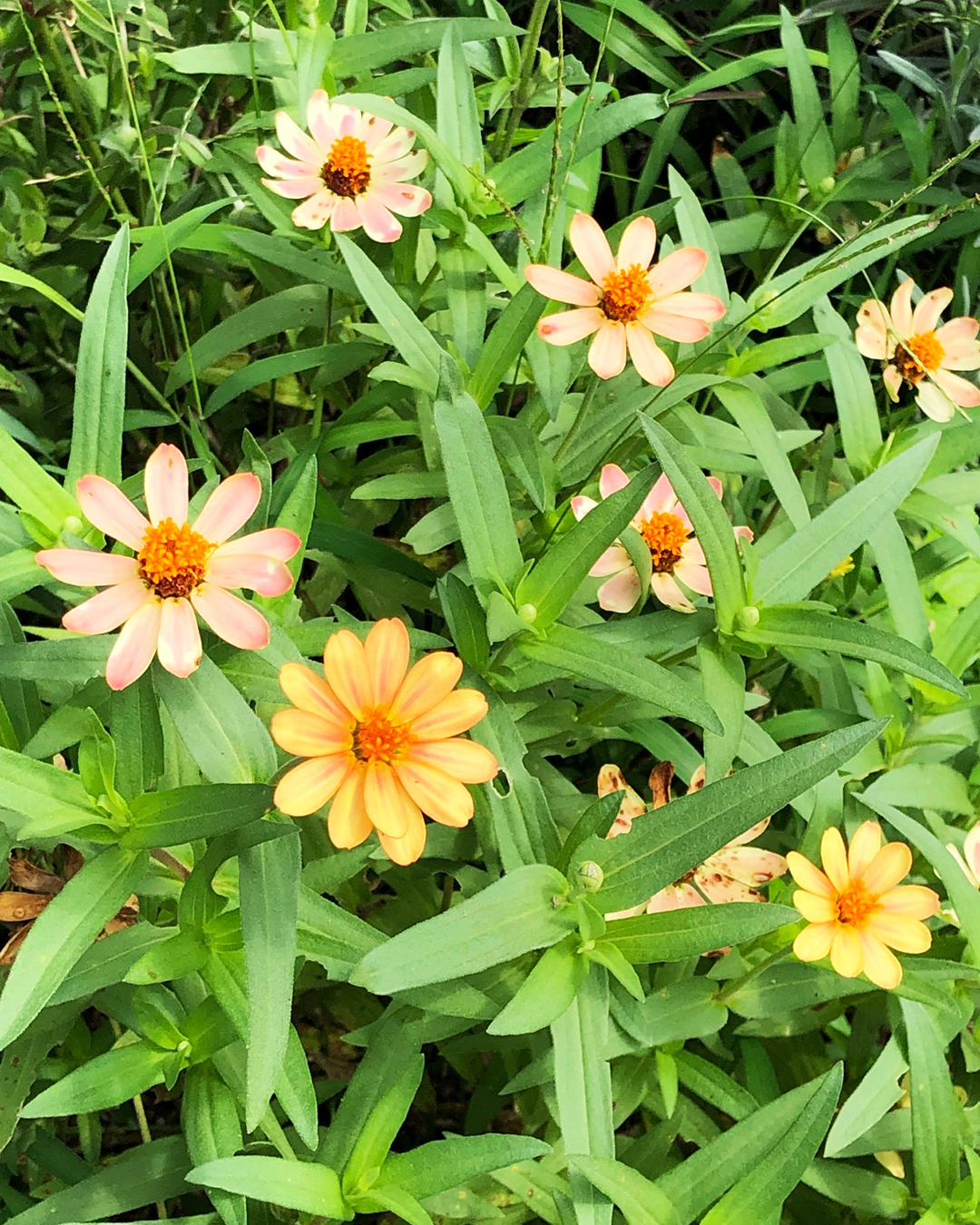 ジニアの花を写した写真