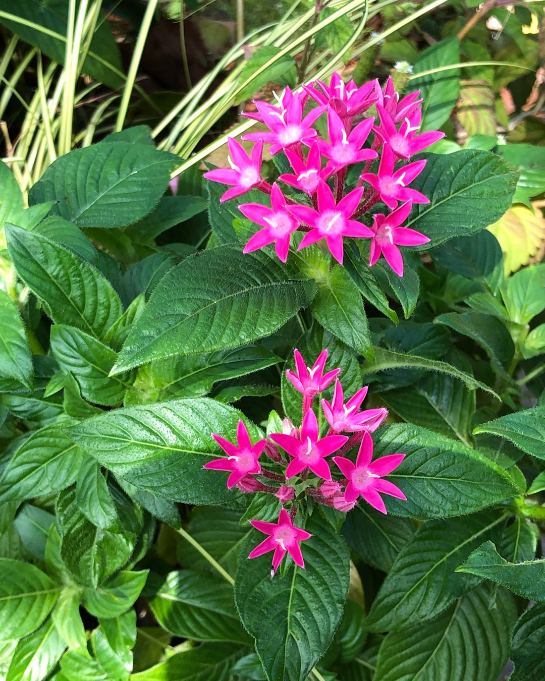 ペンタスの花を写した写真