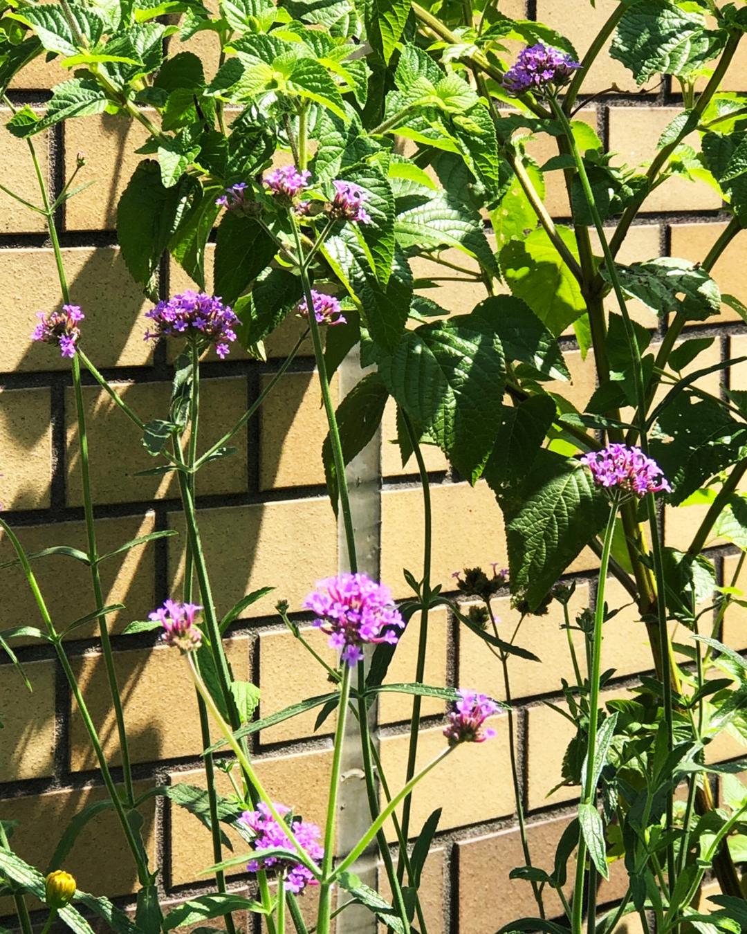 バーベナ ボナリエンシスの花が10輪くらい咲いている写真