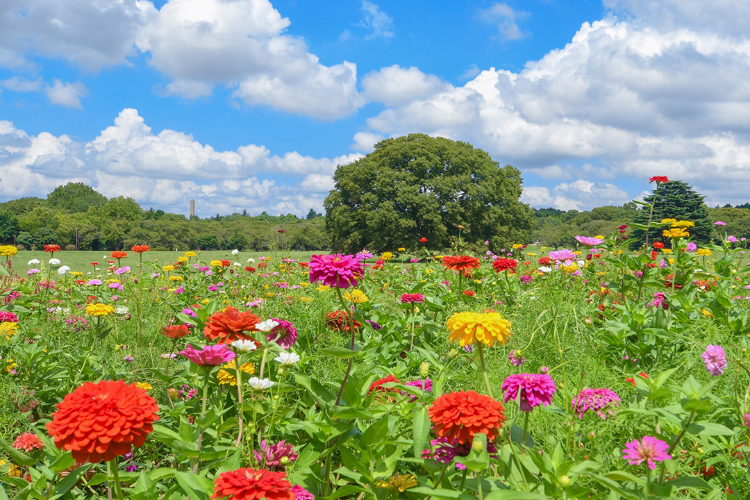 原っぱ南花畑にいろいろな花が咲いている写真