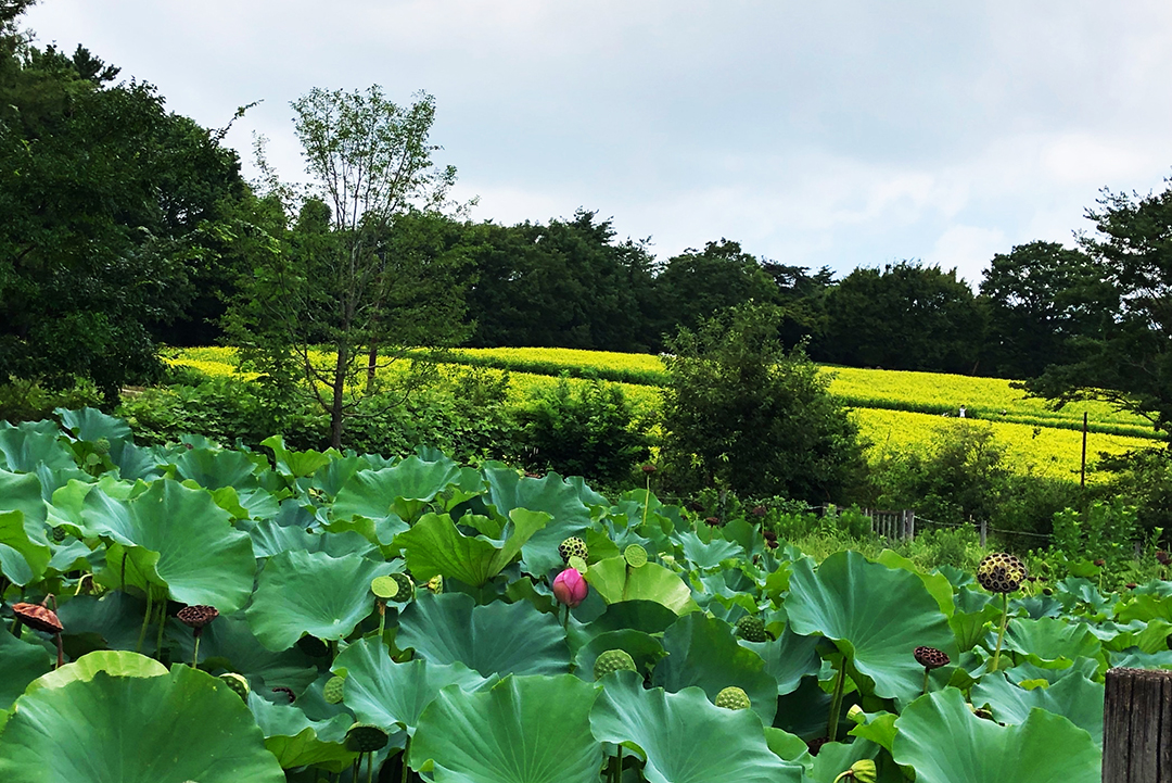 ピンクの蓮の花一輪が畑の中で咲いている写真