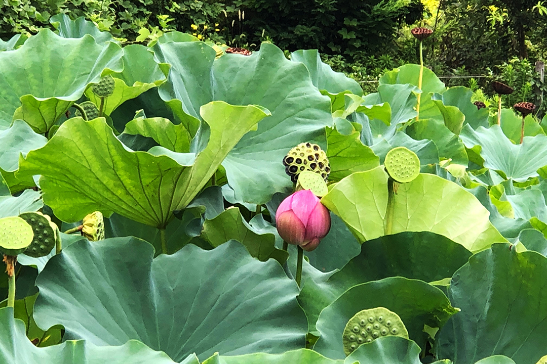 一輪のピンクの蓮の花をできるだけアップした写真