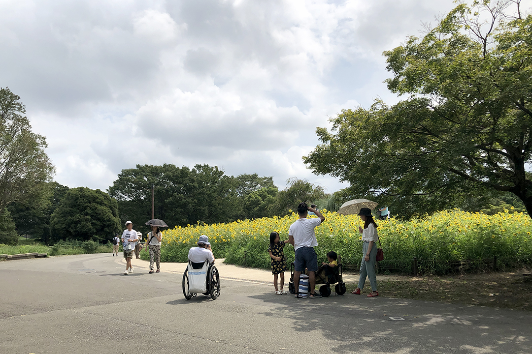 一面のヒマワリサンフィニティの写真を撮っている車いすの女性の写真