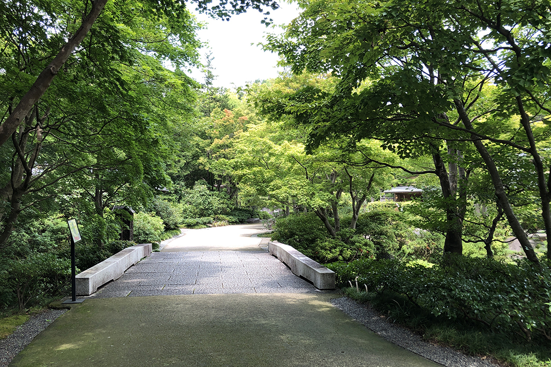 いろいろな木が生い茂っている通路の写真