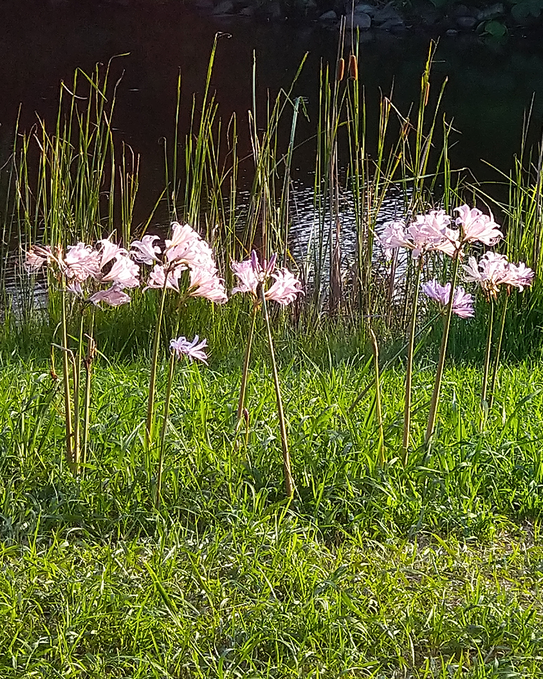 ナツズイセンリコリスの花が20輪くらい咲いている写真