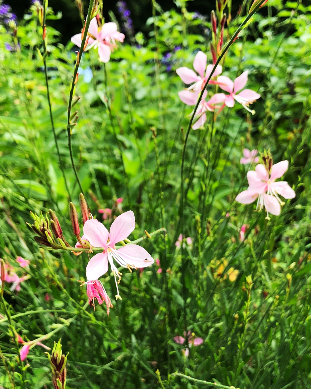 ガウラの花を写した写真