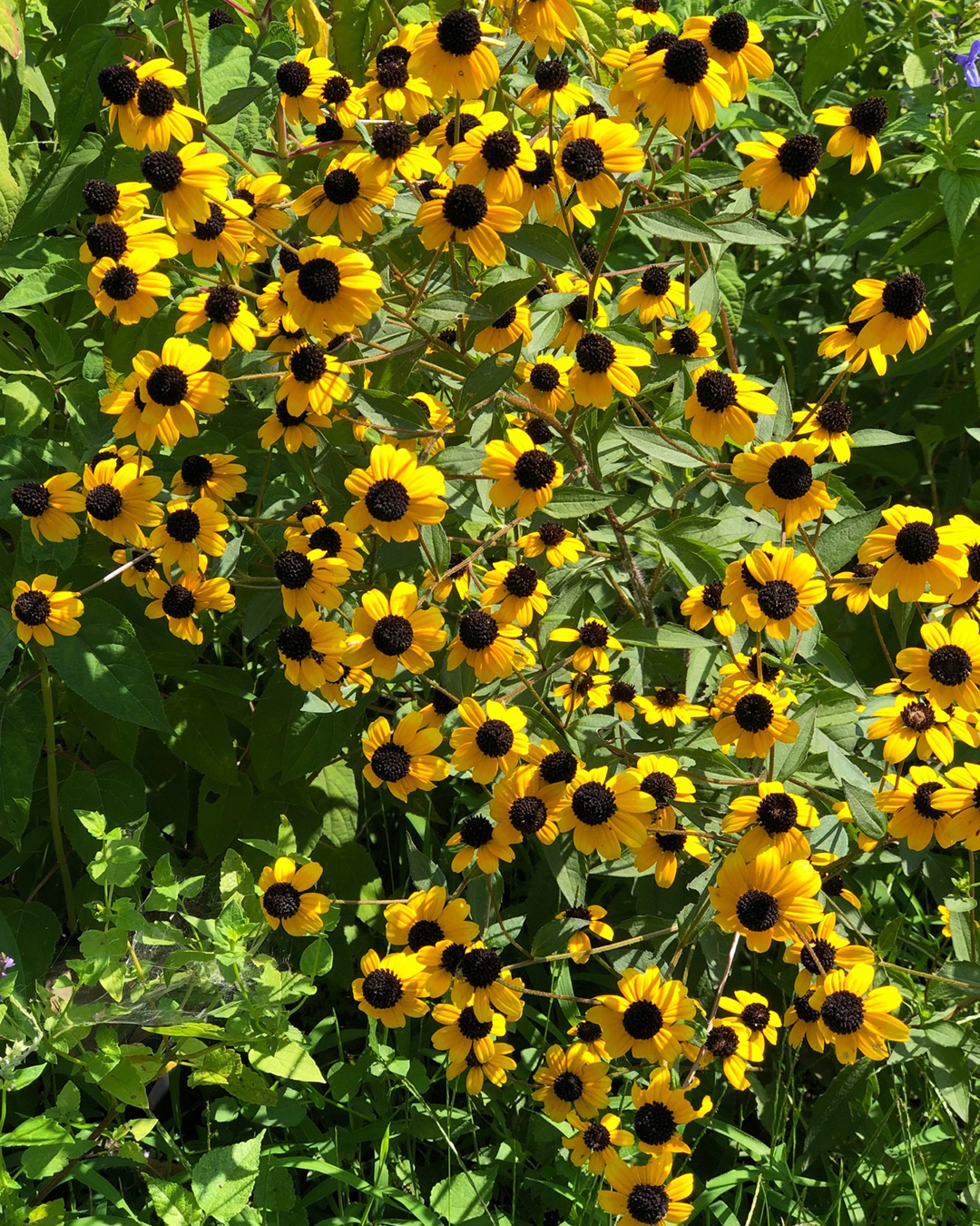 ルドベキア・タカオの花がいっぱい咲いている写真