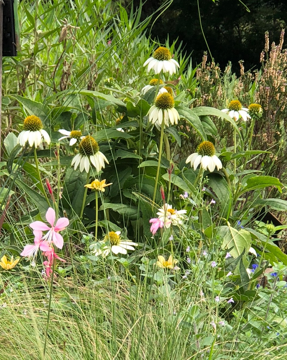 エキナセアの花が10輪くらい咲いている写真