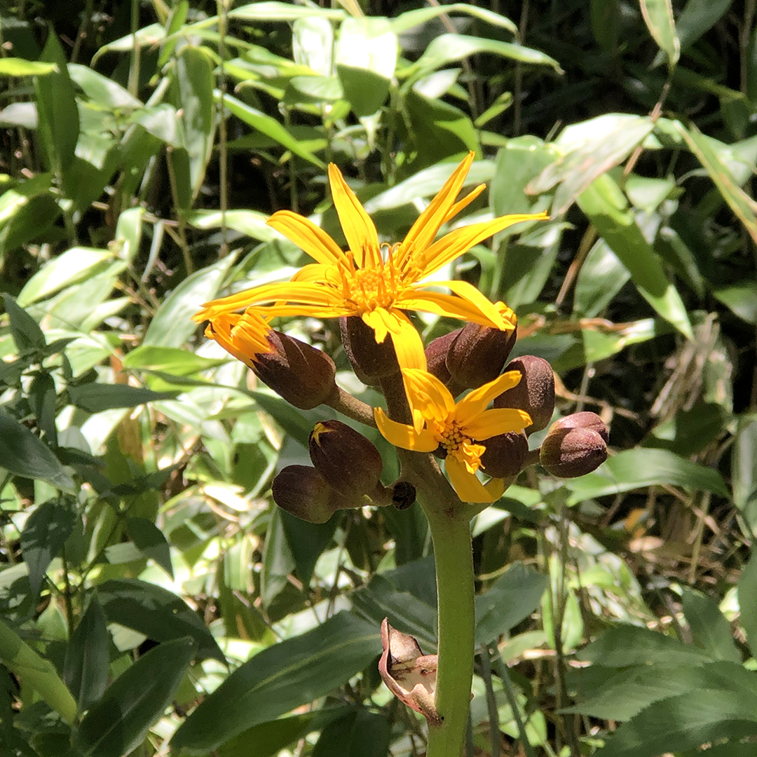 オレンジ色の花のマルバダケブキ