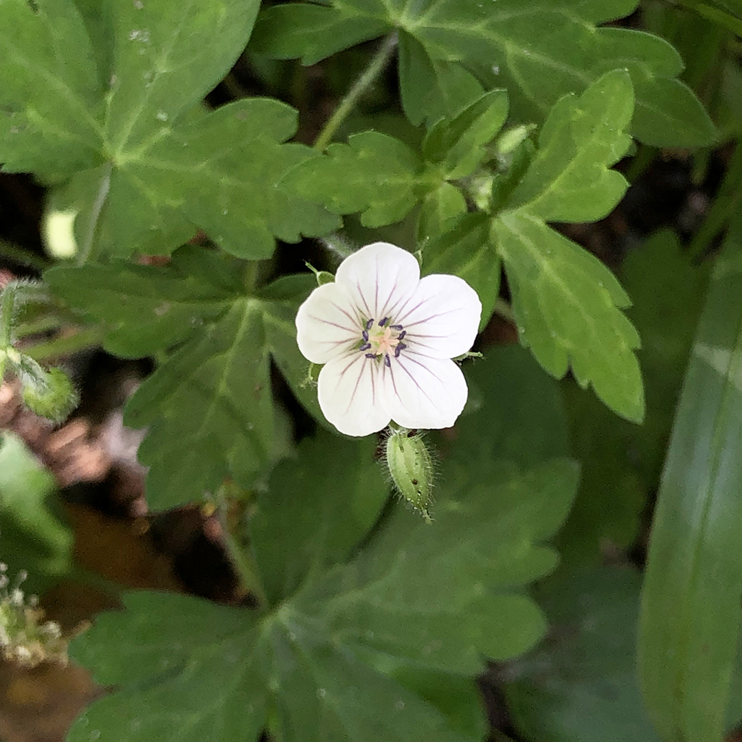 梅の花を小さくしたようなゲンノショウコ白