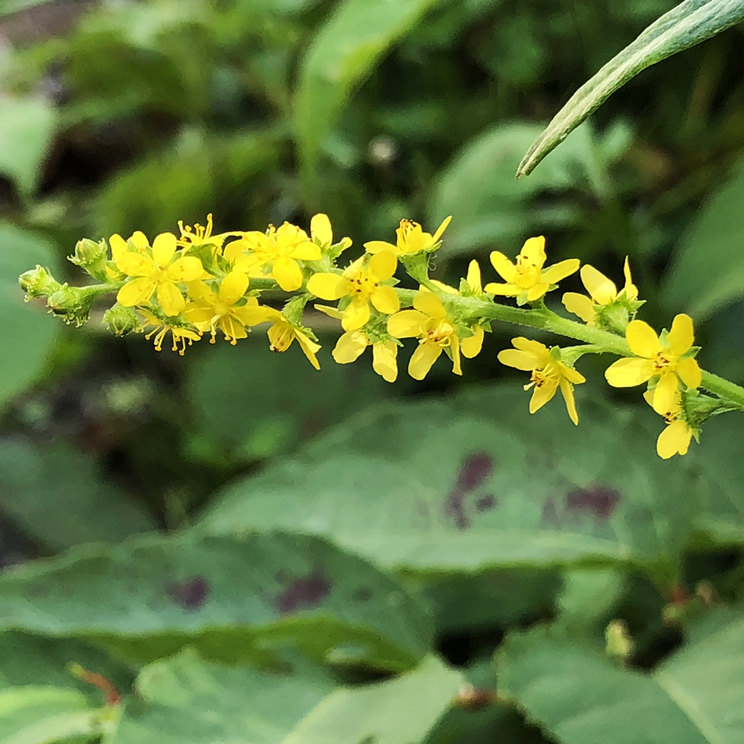 ブドウの実のように咲く黄色い花のキンミズヒキ