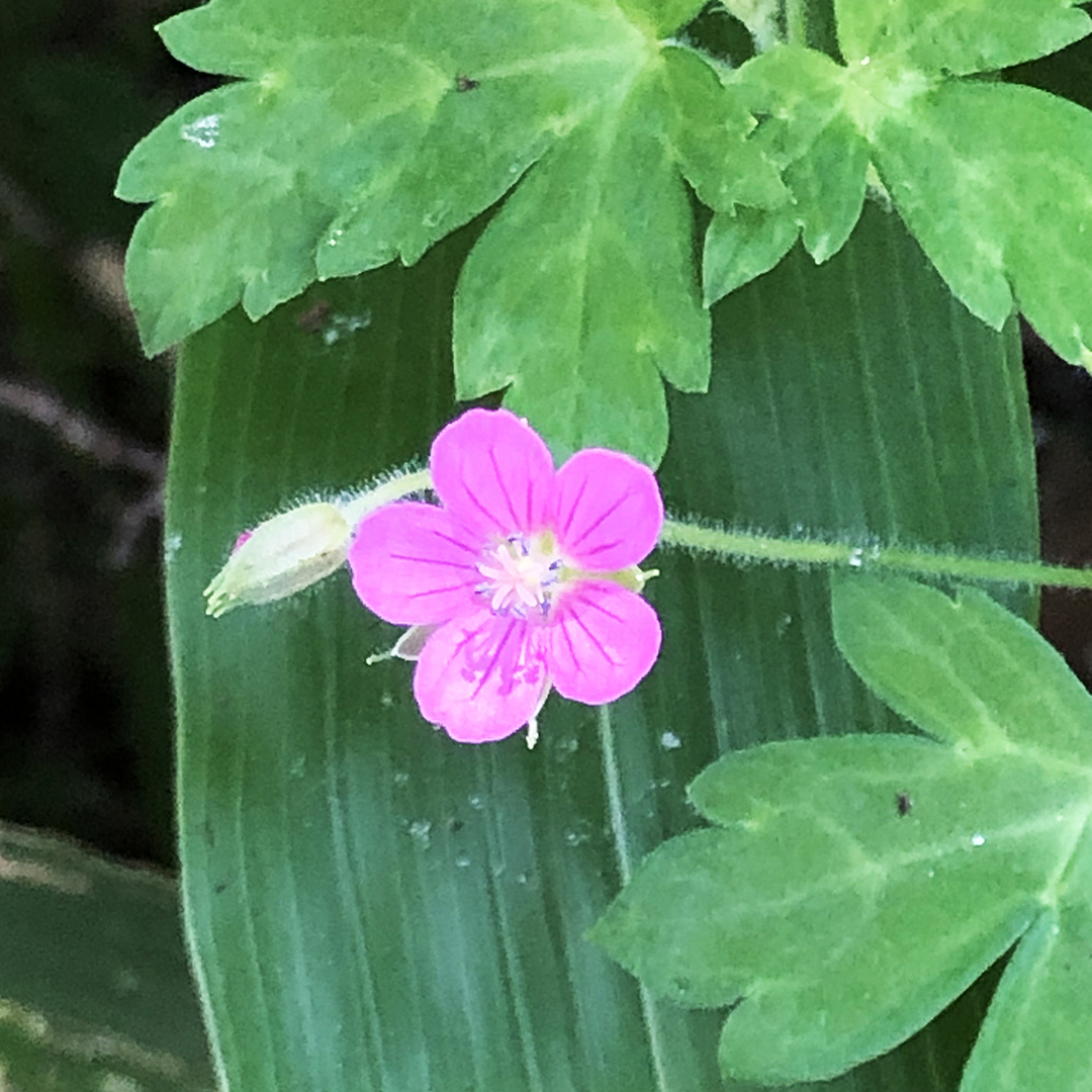 梅の花を小さくしたようなゲンノショウコピンク