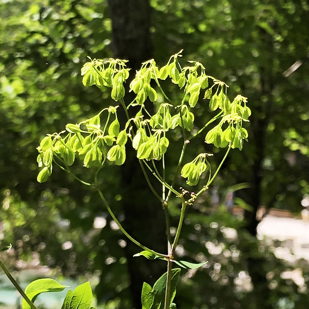 花が咲き終わったイタドリ