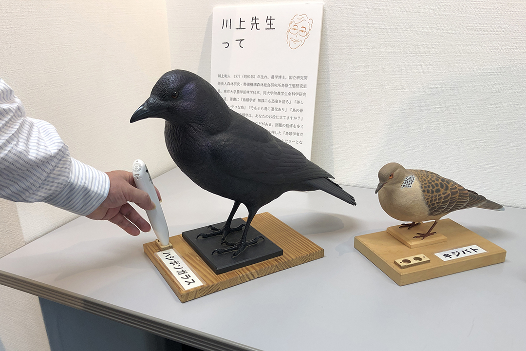 ふれる展示物カラスの足元のくぼみにペンみたいなものを突き刺すと鳴き声が聞こえる