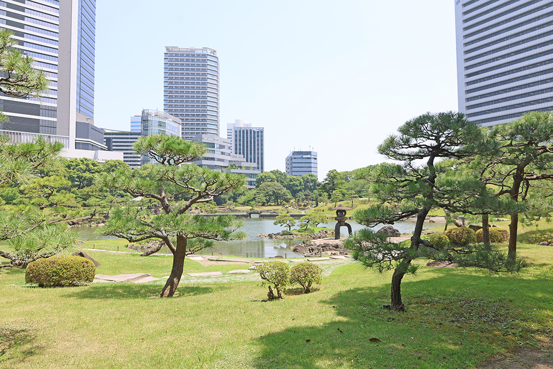 庭園内の松の木と池とその向こうにあるビル群