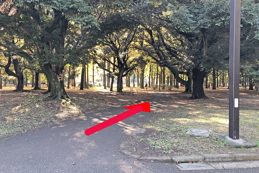 イチョウ並木のある遊歩道１