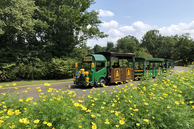 国営昭和記念公園の中 黄色の花畑のそばをパークトレインが走っている