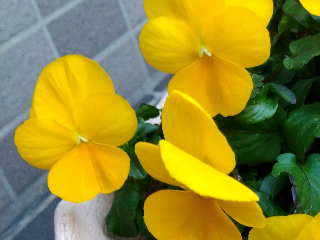 大輪で花びらが丸いのが特徴。紫、黄、オレンジ、ピンク、白など、色のバリエーションが豊富。中には顔のような模様があるものもある。﻿