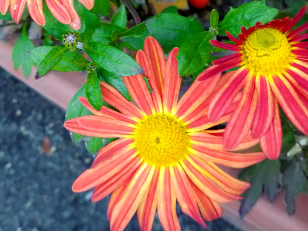 赤と黄色のバイカラー（2色咲き）のポットマム（鉢植え用菊）。装飾性が高く、筆で描いたような上質な美しさを持つ花が特徴でデイジーのような花の形をしている。