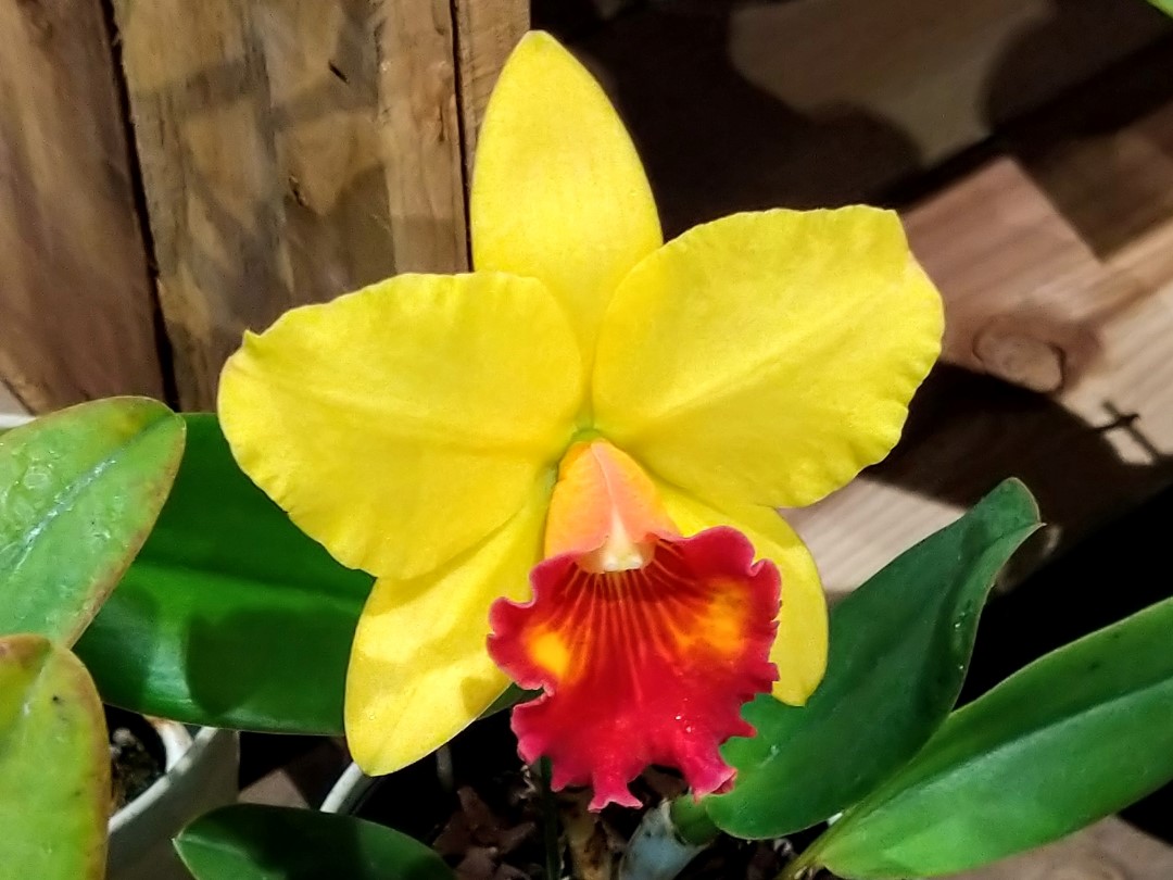 鮮やかな星形の黄色い花びらの真ん中に、赤とオレンジ色のインパクトのあるフリルを持つ、カトレアのアップ写真。