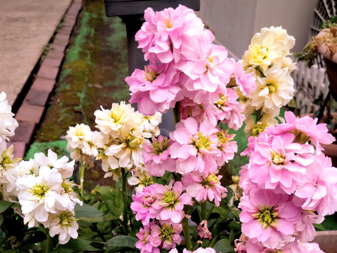ピンクと白の八重咲きの花が密集して咲いている。手前には鮮やかなピンク色の花、奥にはクリーム色や白色の花が混ざっています。