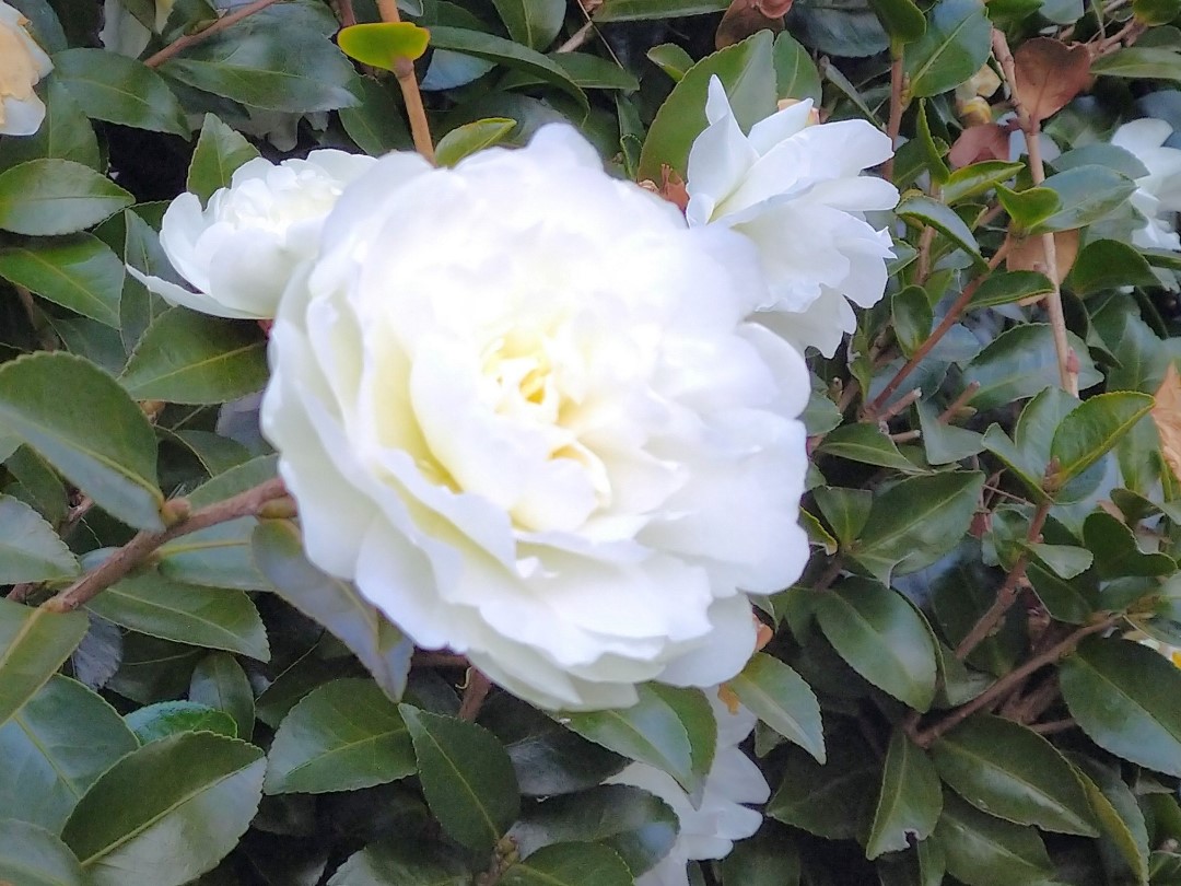 つやのある濃い緑色の葉に囲まれた、純白の八重咲きのサザンカのクローズアップ。