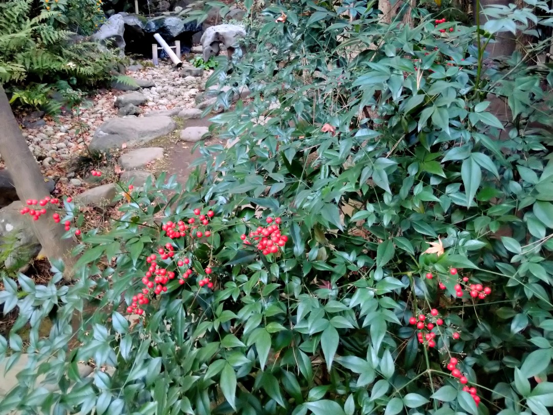 濃い緑色の葉と鮮やかな赤い実を多数つけたナンテン（南天）の様子。