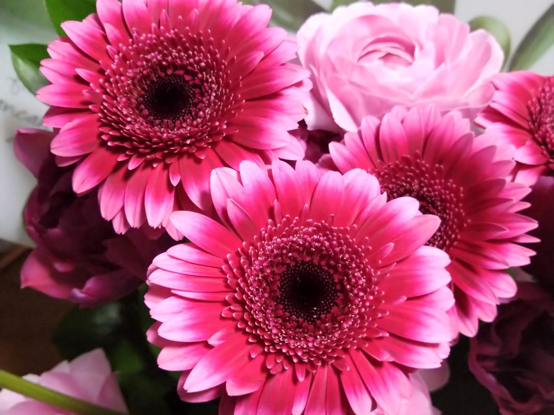 濃いピンクの中心を持つ、紫がかった明るく鮮やかなピンクのガーベラ3輪の花束のクローズアップ。