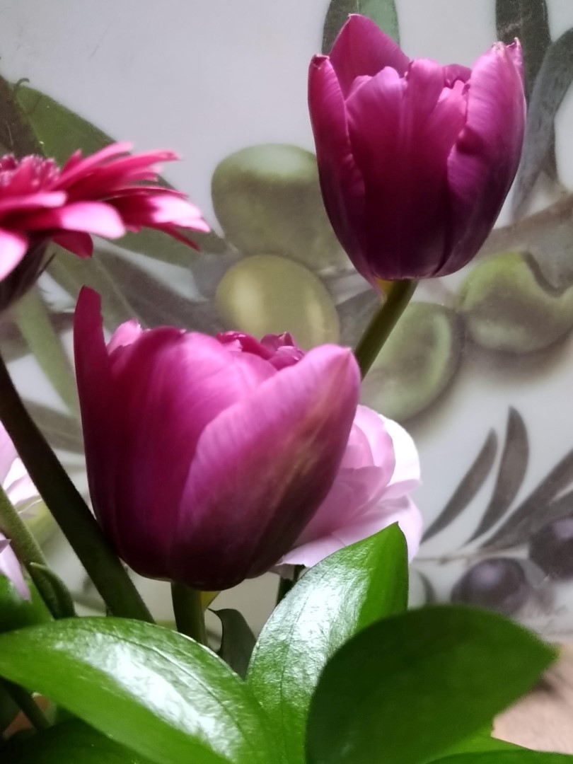 2輪の濃い紫色のつぼみのチューリップを少し斜め角度で写したクローズアップ。