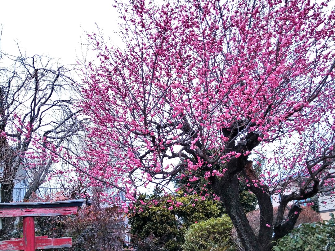 紫がかった明るく鮮やかなピンク色の小さな花を満開に咲かせた、大きく曲がりくねった古い梅の木の全体像。左下隅には鳥居がある。