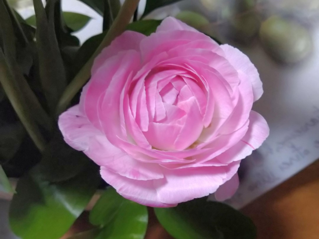 何層にも重なった花びらを持つ、柔らかく明るいピンク色のラナンキュラスの花のアップ写真。