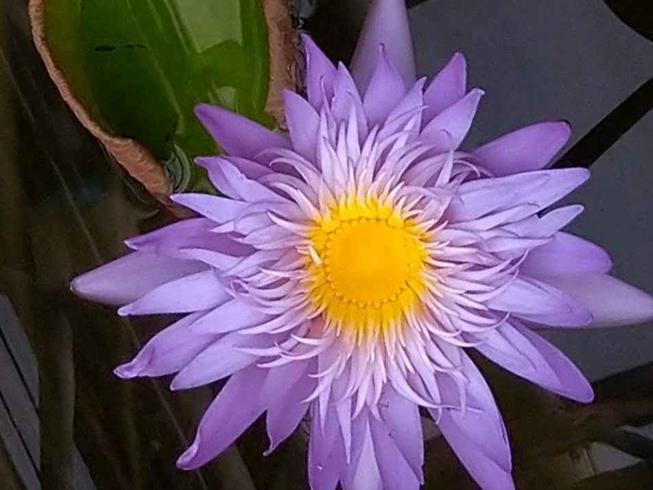 鮮やかな紫色の長い花びらが何層にも重なり、中心部は濃い黄色の雄しべで密集している熱帯スイレンのアップ写真。