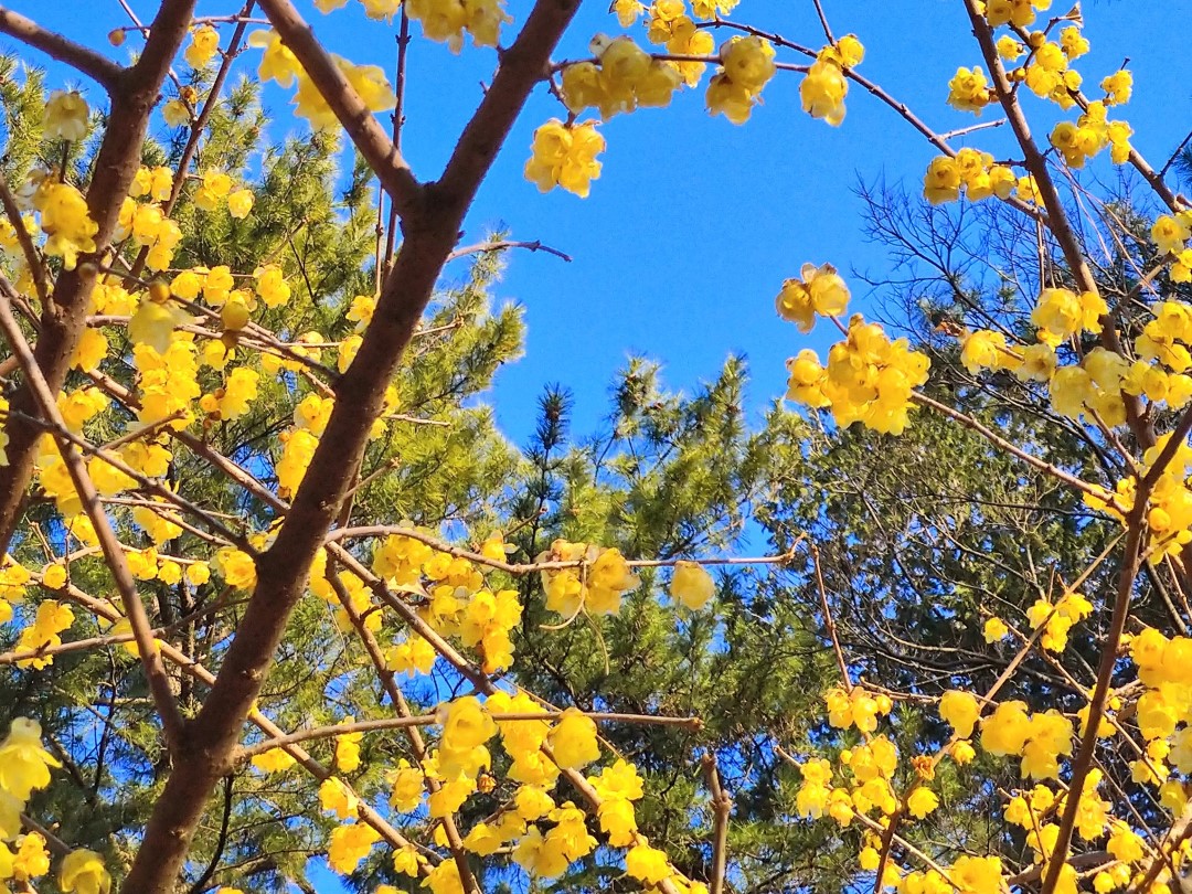 鮮やかな黄色い花を付けたロウバイの枝が、両側からアーチ状に中央に向かって伸びており、枝の合間からは青空が見えます。