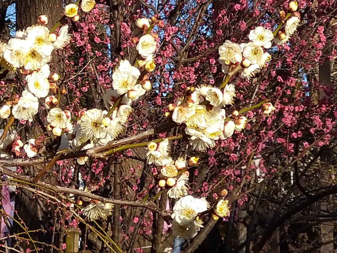 白またはクリーム色の梅の花が咲き誇る枝のアップ写真。背景に満開の濃いピンク色の梅も写っていて、紅白の梅が同時に楽しめる。