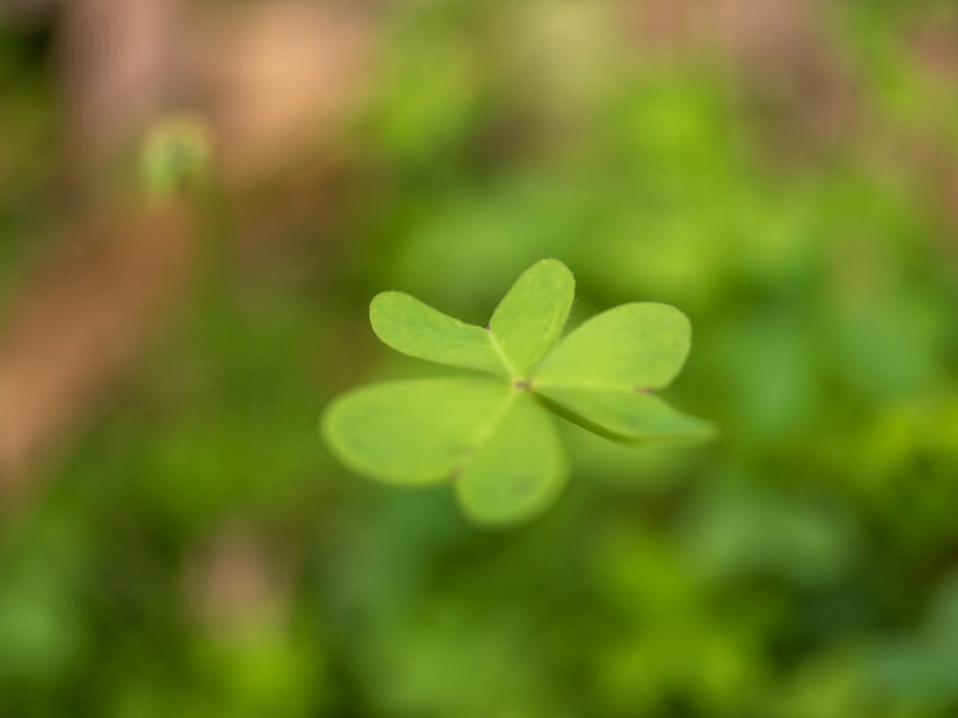 ハート型をした3枚の葉を持つ明るい緑色のクローバーのアップ。背景がぼかされた緑色の草や地面で、手前のクローバーが際立っている。