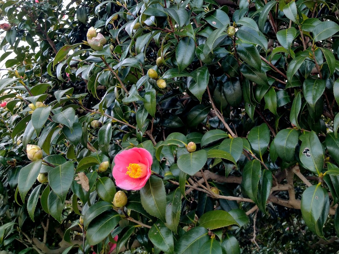 濃い緑色でつやのある葉が茂る木に咲いた、一輪の鮮やかなピンク色の椿。花の中心には黄色い雄しべがある。周りにはまだ開花していない丸い蕾が見える。