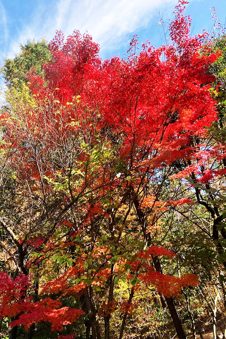 紅葉が綺麗な写真です