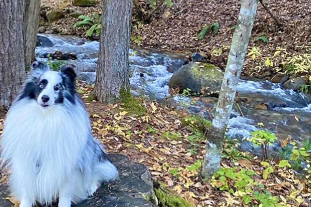 犬が１匹と近くに川が流れています。
